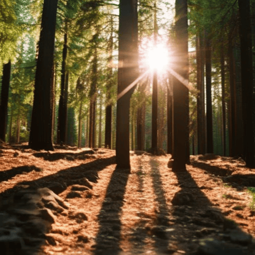 An image of a serene forest scene with sunlight filtering through the trees, casting shadows that form distinct numerical shapes on the ground